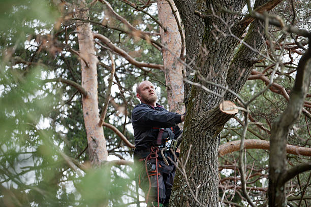 How Our Tree Care Process Works  in  Loudon, TN