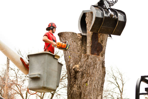 Best Commercial Tree Services  in Loudon, TN